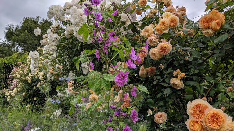 A mass of roses and summer flowering shrubs at Osterley Park and House